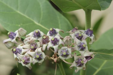 Güzel çiçekler, çiçek konsepti