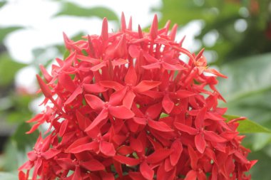 doğa çiçek kırmızı MahS