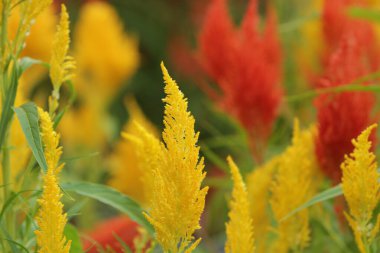 Bahçedeki güzel çiçekler