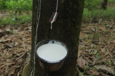 Ormanda çam ağacı özü