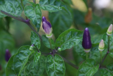 Bahçede yeşil biber bitkisi