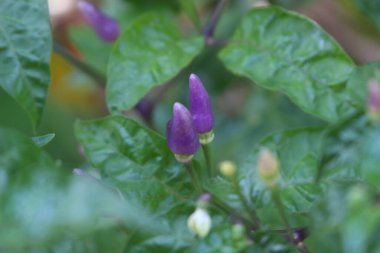 gündüz açık büyüyen renkli çiçekler yakın
