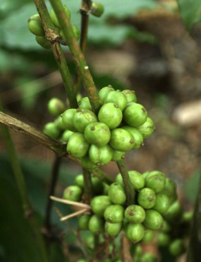 çiğ kahve çekirdeği ağacı