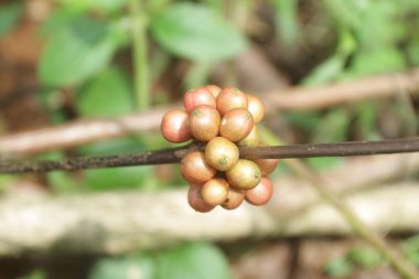 Ormanda kahve çekirdeği ağacı