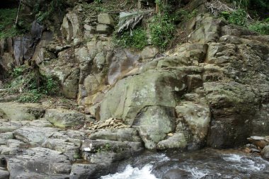 tropikal orman şelale