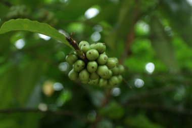 Ormanda Mlinjo meyvesi