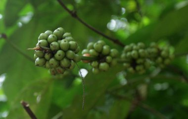 Mlinjo fruit on forest clipart