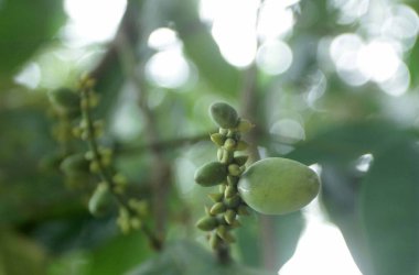 Ormanda Mlinjo meyvesi