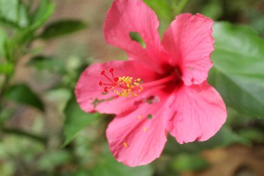 Bahçedeki kırmızı amber çiçeği