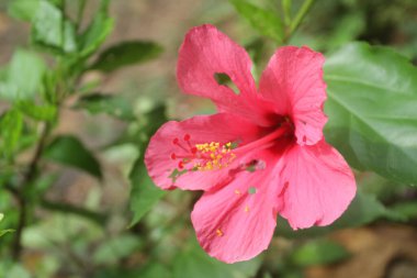 Bahçede pembe amber çiçeği