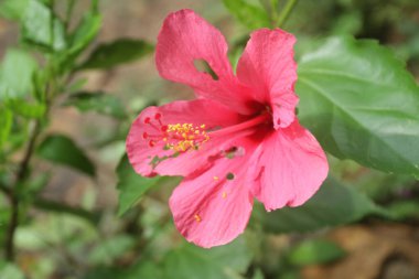 Bahçede yetişen güzel çiçekler, doğa bitki örtüsü.