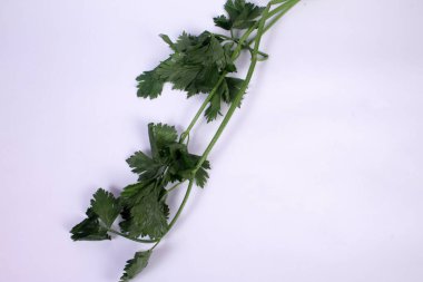 Beyaz arka planda bir demet taze maydanoz