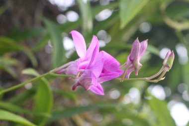 Pembe rengin güzel çiçeği