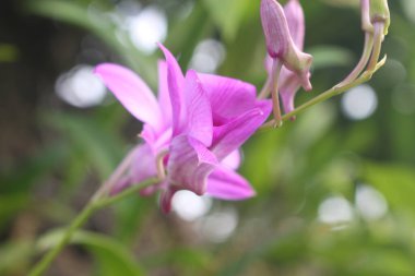 Doğada güzel çiçekler, tropikal çiçekler