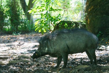 Ormanda yaban domuzu, vahşi hayvan