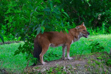 Cuon, ayrıca Dhole olarak da bilinir, Asya 'ya özgü bir sosyal köpek türüdür, yaşam alanı kaybı ve insan çatışması tehdidiyle karşı karşıyadır..