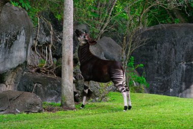 Kongo yağmur ormanlarına özgü olan okapi, eşsiz görünümlü bir zürafanın akrabasıdır: zebra benzeri bacaklar ve kırmızımsı kahverengi bir vücut. Yalnız ve yakalanması zor bir otçul..