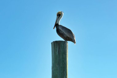 Sahilde kahverengi Pelikan