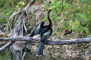 Açık kanatlı Anmeninga