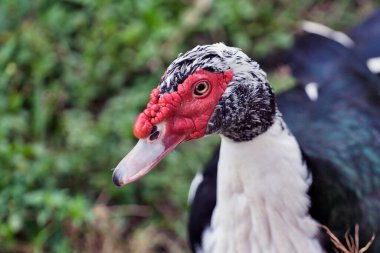 Geçmişi bulanık bir Moskovalı ördeğin yakın plan fotoğrafı.