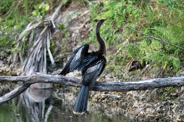 Açık kanatlı Anmeninga