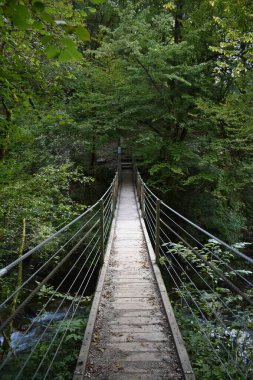Yeşil Orman 'daki Yeşiller Arasında Huzurlu Kanopi Yolu