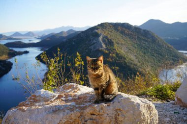 Kayalıklarda oturan kedi