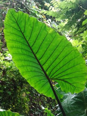 Singapur 'daki Botanik Bahçesi' nde izole edilmiş büyük yeşil bir yaprak. Yüksek kalite fotoğraf