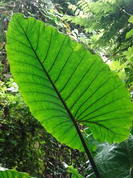 Odizolowany Piękny Duży Zielony Liść Ogrodzie Botanicznym Singapore Wysokiej Jakości — Zdjęcie stockowe