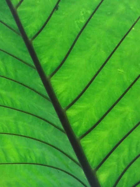Yeşil Bir Yaprağı Kapat Yüksek Kalite Fotoğraf — Stok fotoğraf