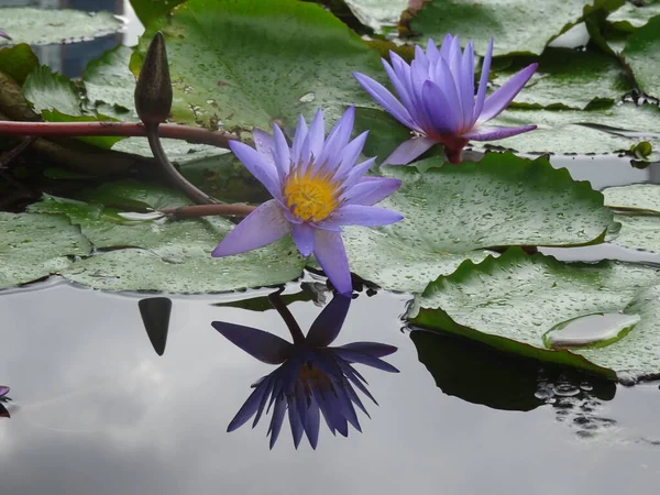 blue water lilies in a pond in Singapore. High quality photo