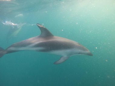 Kaikoura 'da yunusla karşılaşma, Yeni Zelanda' da su altında.