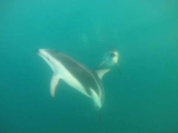 돌고래들 수영하는 이쿠라 — 스톡 사진