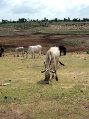 Karnataka 'da bufalolar, Hindistan' da tarlada otluyor, kurumuş bir göle yakın. Yüksek kalite fotoğraf