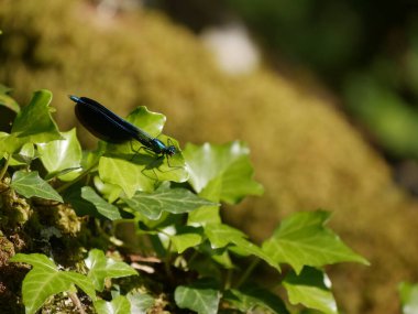 Sarmaşık yaprağında, sulak alanlara yakın mavi bir kızböceği.