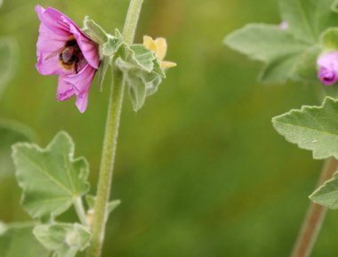 Pembe bir çiçekte yaban arısı