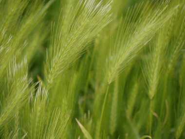 İlkbaharda bir tarlada yabani arpa tohumları