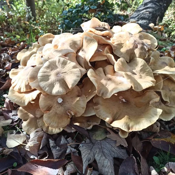 秋天的森林里的蘑菇 — 图库照片