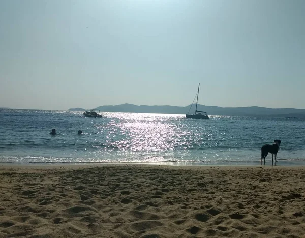 Пляж Борм Мимозас Собака Два Купальщика Франс — стоковое фото