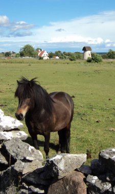 Faro adasında kahverengi bir at, İsveç 'te.