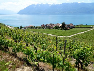 Vineyard Terasları, Vaud 'daki İsviçre Rivierası.