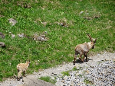 Alp dağ keçisi Alpler 'deki izleri takip ediyor. Steinbock için kullanıcı yolu