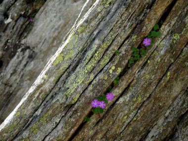 Alplerdeki kayaların üzerinde liken ve yabani menekşe çiçekleri