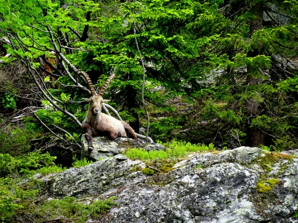 Alpine Ibex Hike French Alps Chamonix — Stock Photo, Image
