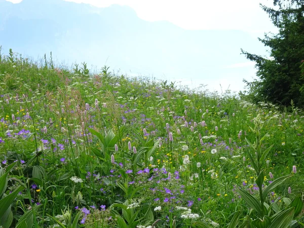 Blumenwiesen Den Schweizer Alpen Sommer — Stockfoto