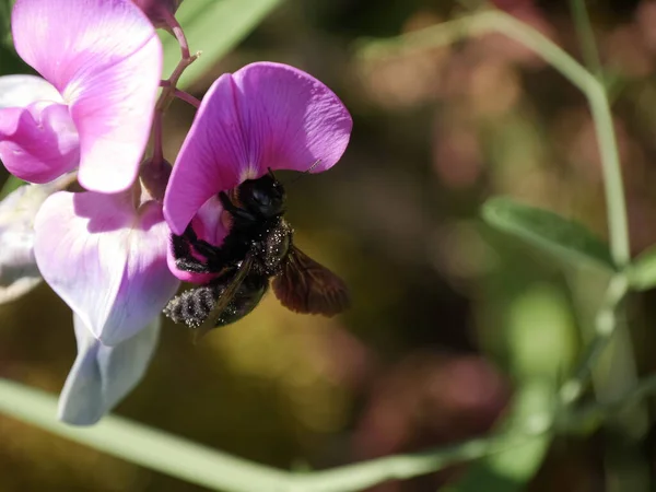 Xylocopa carpenter bee on orchid flower
