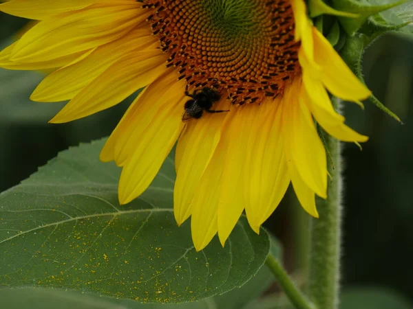 Bee Foraging Pollen Nectar Sunflower Helianthus Annuus — Stock Photo, Image