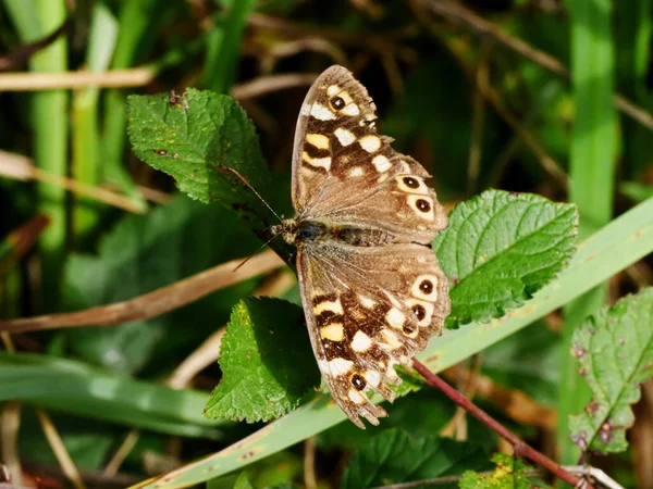 Speckled wood butterfly with open wings in nature Pararge aegeria
