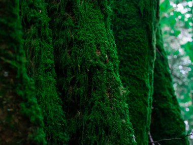 Kıyı bölgesi yakınlarında yeşil yosunlarla kaplanmış ağaç