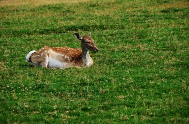 Avrupa 'da yaz aylarında çimlerin üzerinde düşen geyik